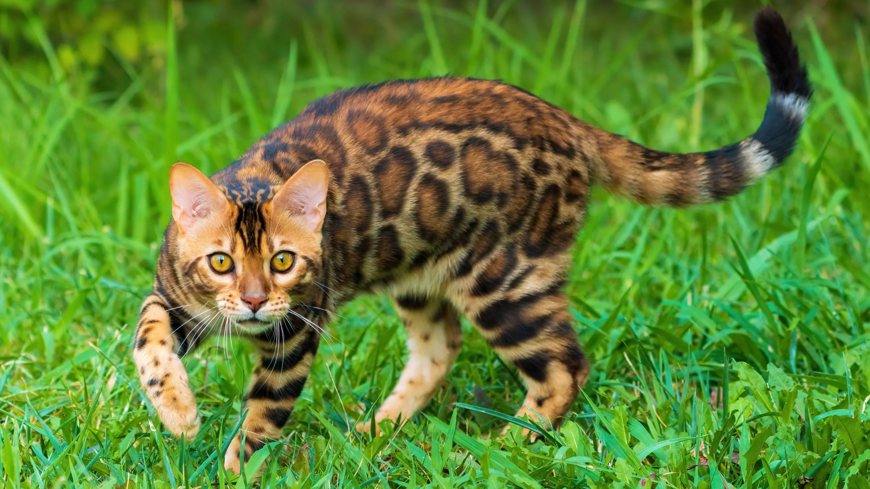 photo d'un chat Bengal qui se promène dans l'herbe