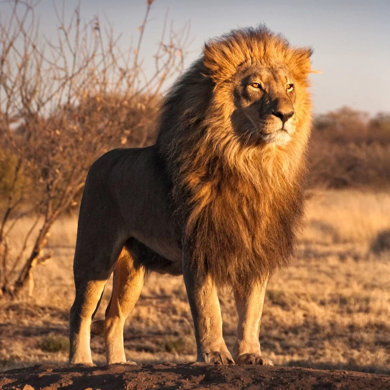 photo d'un lion debout avec un rayon de soleil sur lui