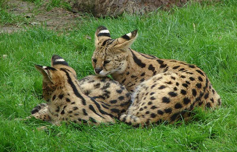 photo d'une maman serval avec son bébé, tout les 2 allongés dans l'herbe
