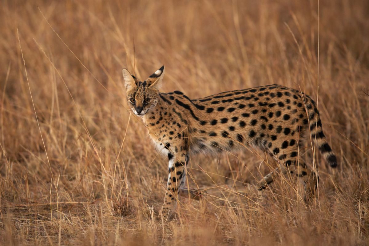 photo d'un serval dans la savanne