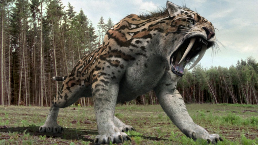 photo d'un smilodon rugissant